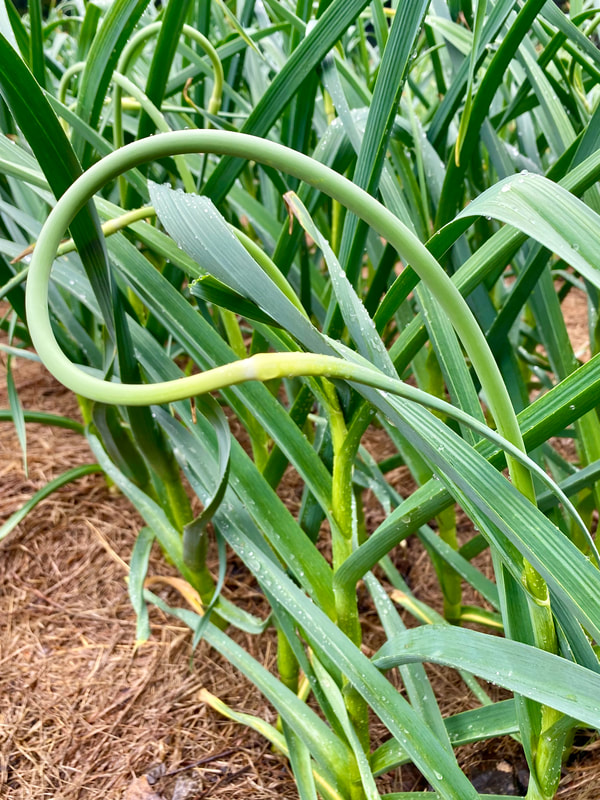 A garlic scape that is almost ready to be harvested.