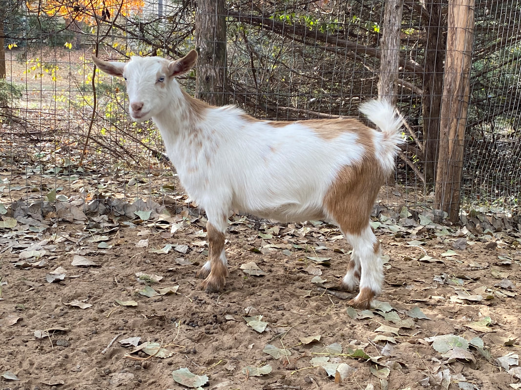 Lilly, one of our Nigerian dwarf goats for sale